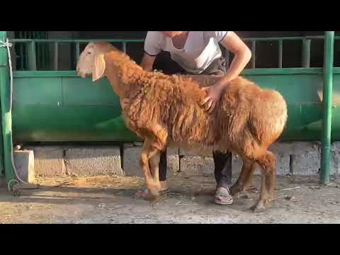Видео: Арашан +996550244447