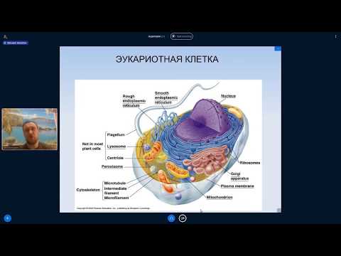 Видео: Михаил Никитин. Лекция 12. Происхождение эукариотной клетки.