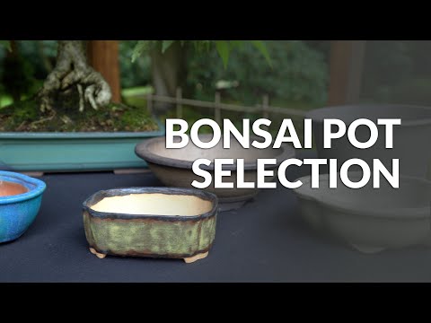 Видео: Выбор правильного горшка для бонсай