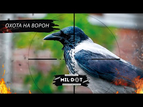 Видео: Охота на ворон