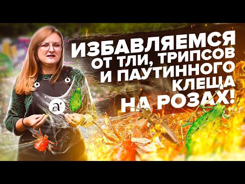 Видео: ТЛЯ, ТРИПСЫ, ПАУТИННЫЙ КЛЕЩ. ЛЕЧИМ РОЗЫ ОТ ВРЕДИТЕЛЕЙ ПРАВИЛЬНО!