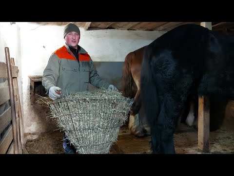 Видео: 🔊Ранкова годівля🍴🌽🌾 та догляд за кіньми🧹🧤😜