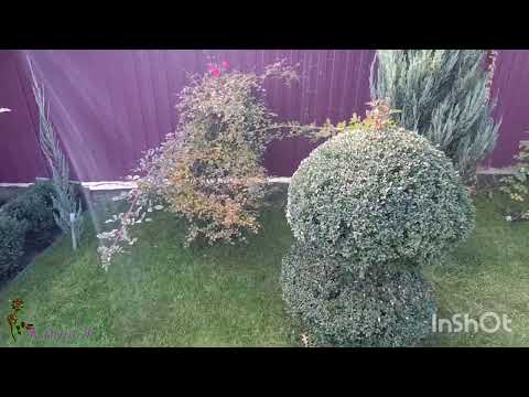 Видео: Ну что там розы!? Ещё одна любовь! 🌱