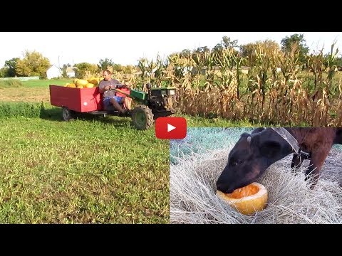 Видео: Тыква в селе!
