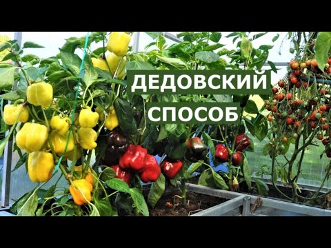 Видео: Секрет хорошего урожая или дедовский метод