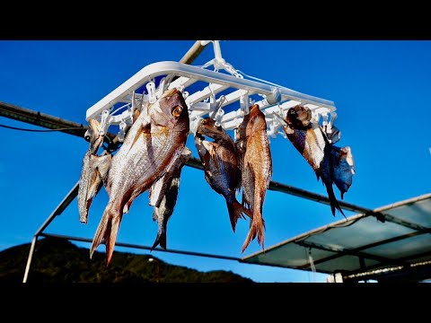 Видео: Японские рыбаки ловят морского леща, сушат его и едят.