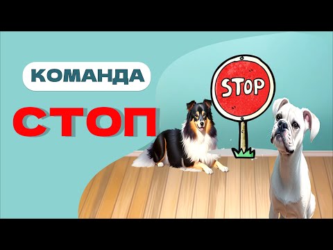 Видео: ВАЖНЕЙШАЯ КОМАНДА: СТОП, Остановка, научить собаку останавливаться
