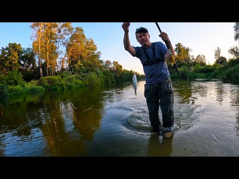Видео: Рыбалка на поплавок 31 июля на речке.