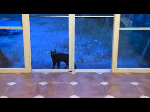 Видео: Я не крала твоих детей! Они сами за мной увязались!