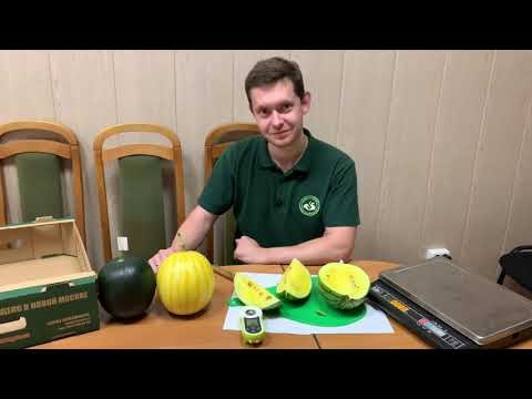 Видео: Наша Виктория (победа) под Москвой. Порционные арбузы!