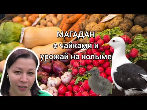 Видео: Магадан: нашествие чаек и ярмарка в городе.