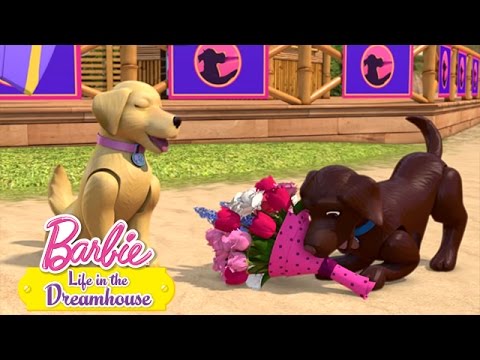 Видео: Кучешка надпревара | @Barbie