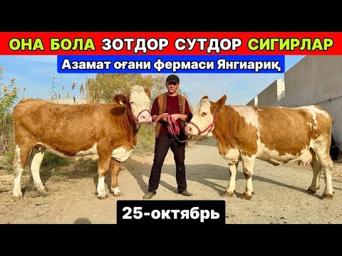 Видео: ОНА БОЛА СУТДОР ЗОТДОР СИГИРЛАР ЗЎРЛАРИ ЧИҚДИ Азамат оғани фермаси Янгиариқ 25-октября 2025 г.
