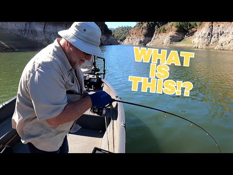 Видео: NED RIG ловит практически ВСЕ