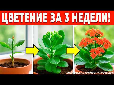Видео: СДЕЛАЙ ЭТО С КАЛАНХОЭ ВЕСНОЙ, ЧТОБЫ ОНО ЦВЕЛО ВСЕ ЛЕТО 🌿 ВСЕ СЕКРЕТЫ ИЗ МОЕГО ОПЫТА