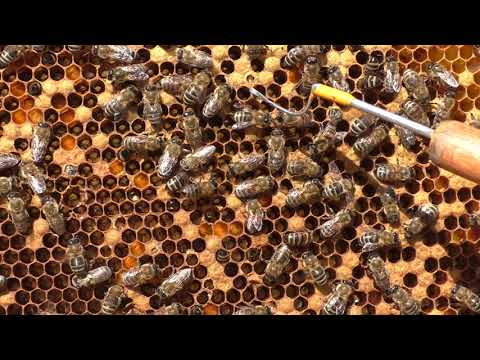 Видео: мешотчатый расплод крупным планом