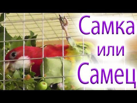 Видео: Розеллы и их половые отличия. Как можно отличить самца от самки