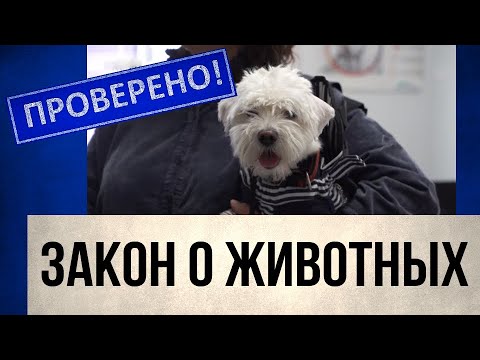 Видео: Закон об ответственном обращении с животными: что теперь изменится | Проверено!