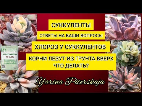 Видео: Хлороз у суккулентов.  Корни лезут из грунта вверх. Что делать?Ответы на вопросы.