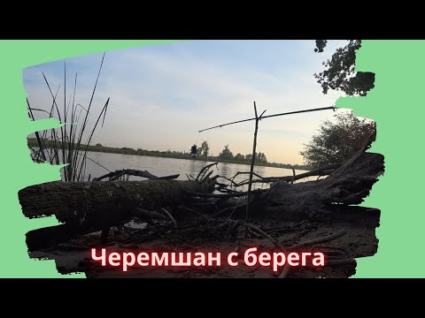 Видео: Черемшан рыбалка с берега