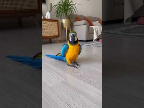 Видео: Аркадий панк #parrot  #animals #юмор #попугай