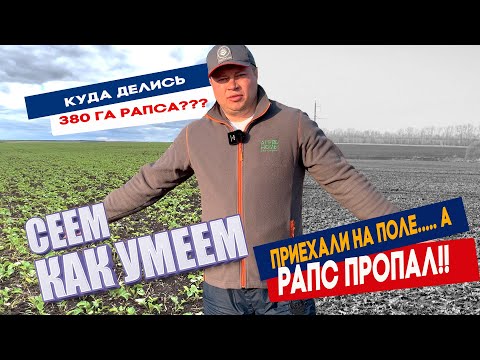 Видео: Приехали на поле, а озимый рапс пропал!!! Куда делся рапс?