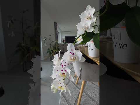 Видео: Маракеш- бабочка ✨️В летнем цветении она бесподобна , хоть и не щедра,  но это и не так важно✨️