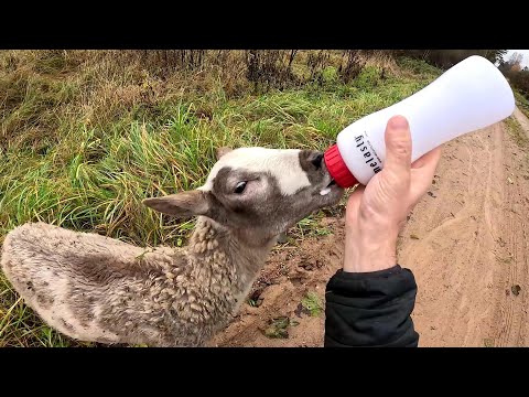 Видео: Бобра нет ! Вода ушла ! Овцы живые ! ХУТОР В ЛЕСУ №875