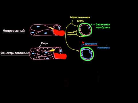 Видео: Три вида капилляров