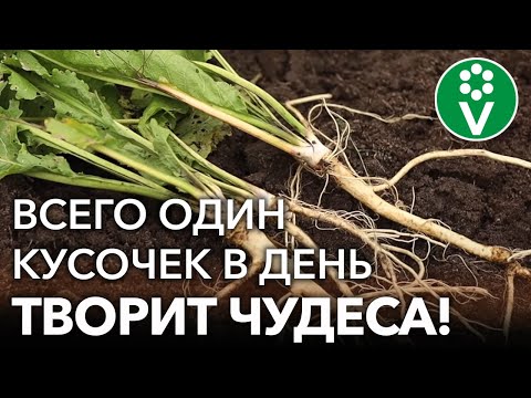 Видео: ЧТО ТВОРИТ ХРЕН! Лечит боли в суставах, простуду, кашель и не только! Самый простой рецепт из хрена