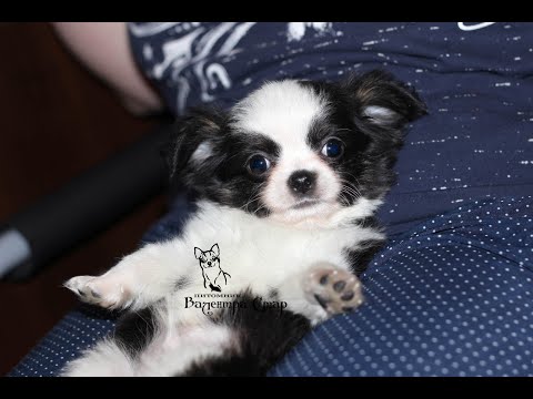 Видео: Нарядные ЩЕНКИ ЧИХУАХУА** Щенков чихуа Можно купить в Москве и в Подмосковье