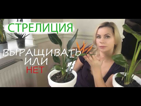 Видео: СТРЕЛИЦИЯ КОРОЛЕВСКАЯ | СТРЕЛИЦИЯ НИКОЛАЯ