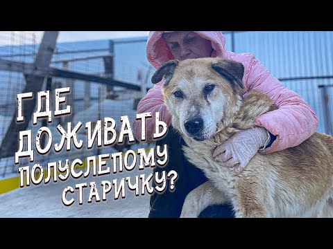 Видео: Спасение животных/ Последний очаг для старика