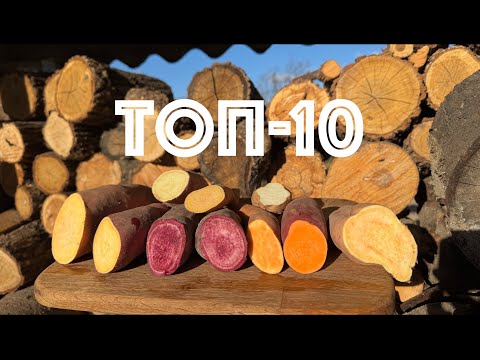 Видео: ТОП-10 сортів батату