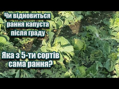 Видео: Яка капуста виявилась справді ранньою. Чи відновиться після граду?