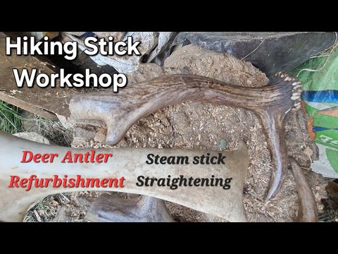 Видео: Трость для походов. Выпрямление трости. Чистка и окрашивание оленьих рогов. Навершия из твердых п...