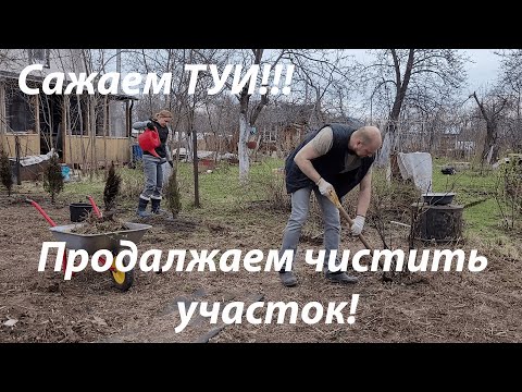 Видео: Сажаем туи, продолжаем чистить заросший участок №2