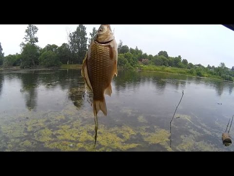 Видео: Ловля карася на пикер без всяких заморочек