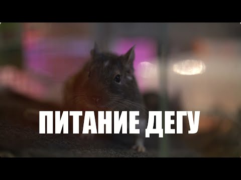 Видео: Правильное питание Дегу