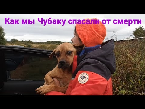 Видео: Чубака так и погиб бы, охраняя заброшенный дом, но Верновцы спасли его.