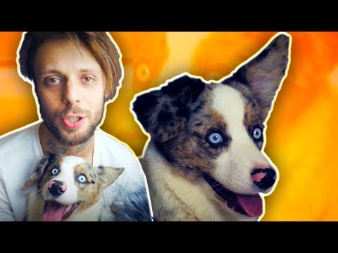 Видео: Понти!