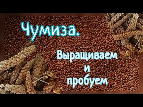 Видео: Вырастили чумизу.  Пробуем чумизу на вкус