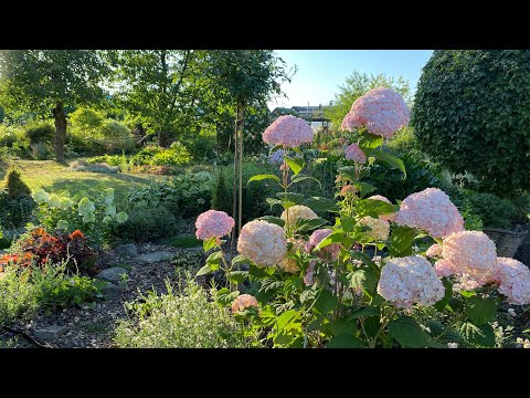 Видео: ГОРТЕНЗИЯ НЕ ГОРИТ НА СОЛНЦЕ. ☀️ КАК Я ЭТОГО ДОБИЛАСЬ. Обзор клумбы.