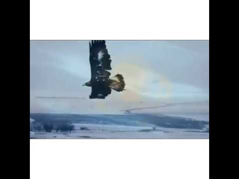Видео: Ержан акын Тарбагатай Акжар ауылы