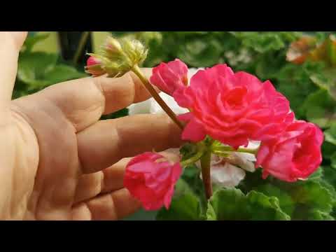 Видео: Цветение пеларгонии.