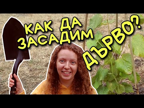 Видео: КАК да засадим ДЪРВО? #ЗасадиДръвче