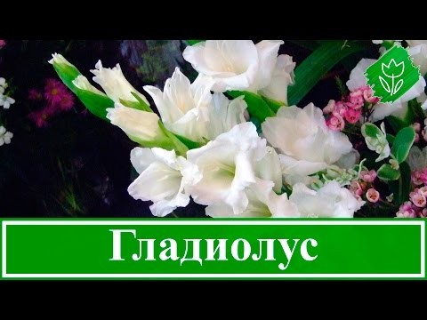 Видео: Посадка и уход за гладиолусами, уборка и хранение луковиц гладиолусов | Флористикс Инфо