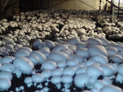 Видео: Долгожданный урожай. Оценка мицелия фирмы Amycel. ч 13.