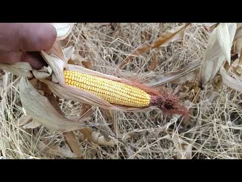 Видео: Молотим Кукурудзу RgT lipeks/Орільська/Юнкай, мишій в коліно. Якщо Гербіцид то тільки Оригінал.