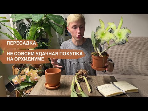 Видео: ПЕРЕСАДКА. НЕУДАЧНАЯ ПОКУПКА НА ОСЕННЕМ ОРХИДИУМЕ🌚